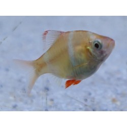 Barbo de sumatra albino  Puntius tetrazona XL