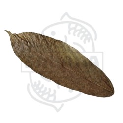 SAKANA HOJA DE CACAO XXL 5ud