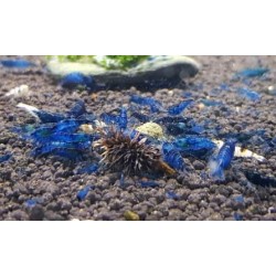 Gamba azul velvet 1-1 2cm  Neocaridina heteropoda