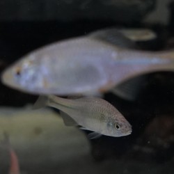 Barbo rodeo 4-6cm  Rhodeus sericeus