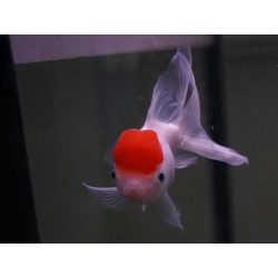 Boina roja 4-5cm  Carassius auratus