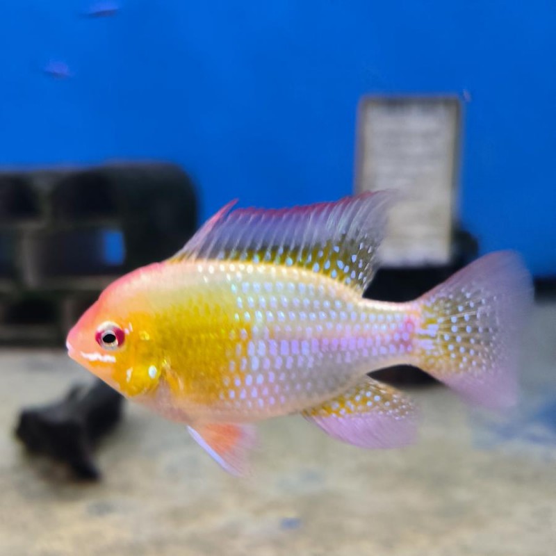 Apistogramma ramirezi Gold XL