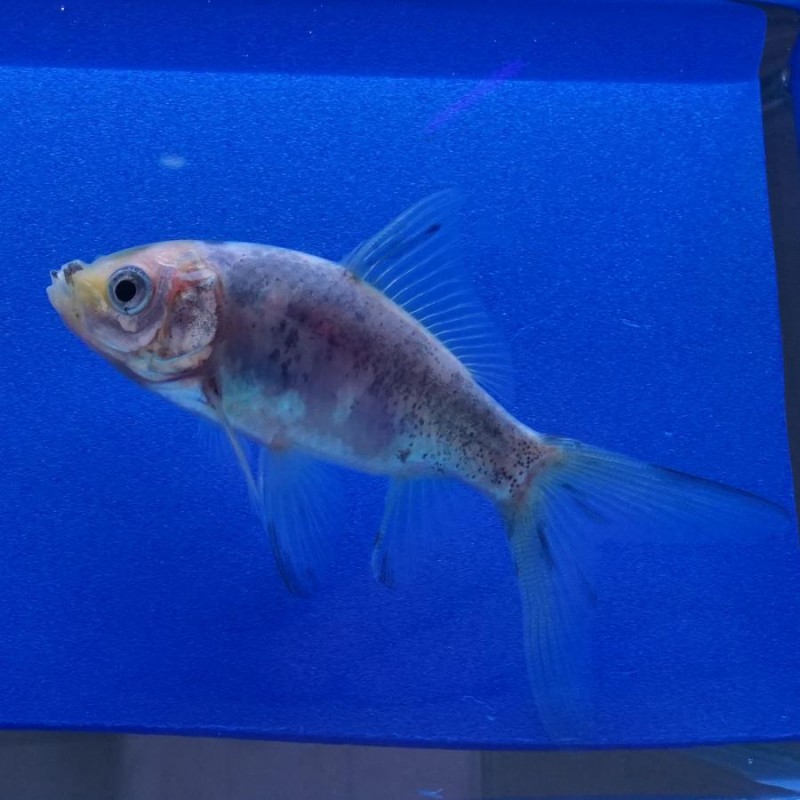 Shubunkin 4-7cm  Carassius auratus