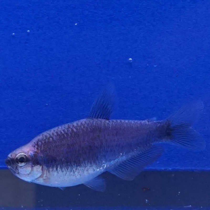 Falso tetra emperador azul 3 8cm Inpaichthys kerri