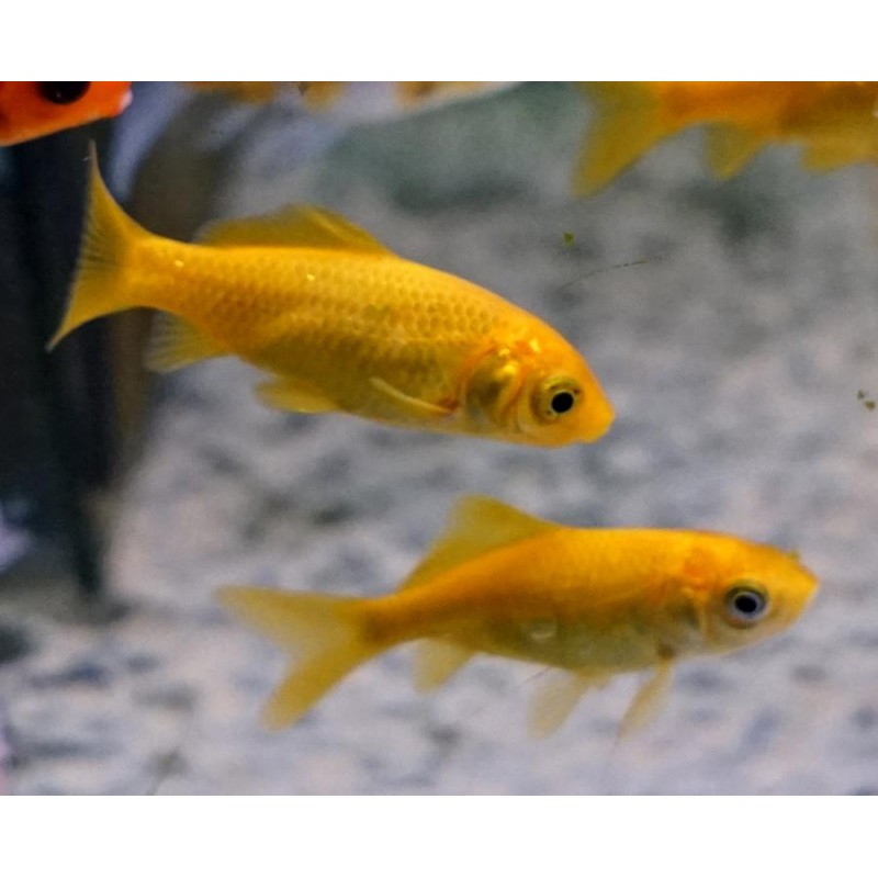 Cometa Amarillo 4-5cm  Carassius auratus