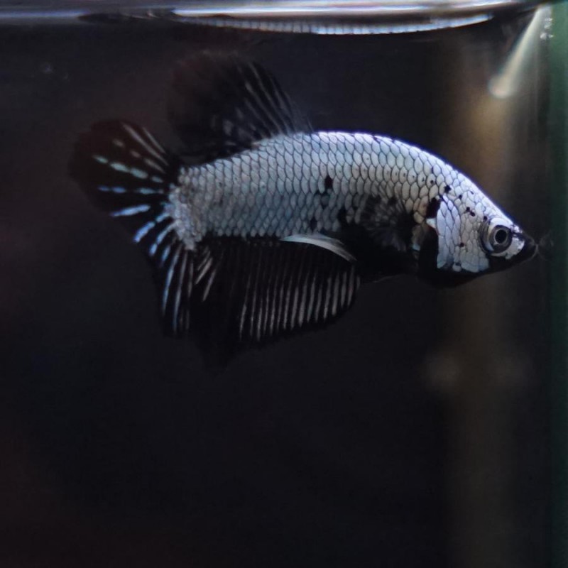 Betta macho Plakat halfmoon samurai negro 4-5cm