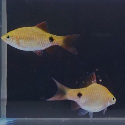 Barbo neon super rojo 3-4cm  Puntius conchonius 