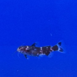 Pez gato avispa 1-2cm  Microsynodontis batesii