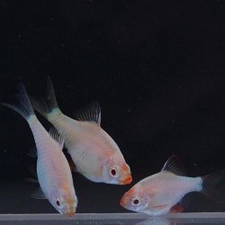 Barbo de sumatra platinum gr  P  tetrazona 2 5cm