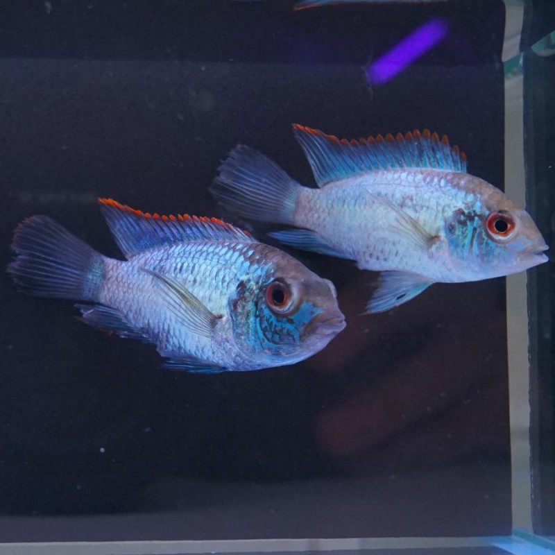 Acara neon blue 4-5cm  Andinoacara pulcher