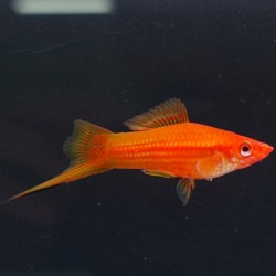 Xipho Rojo 3 5-4cm  Xiphophorus helleri