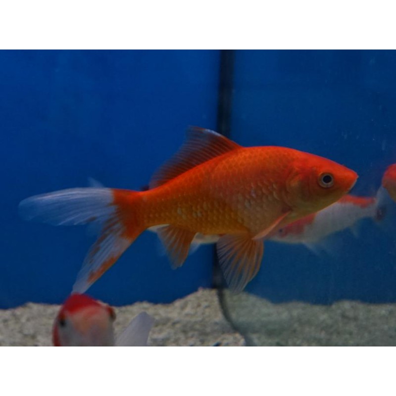 Cometa Rojo 14-16cm  Carassius auratus