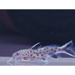 Pez gato pigmeo 3-4cm  Synodontis petricola