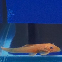 Ancistrus Gold 3-4cm