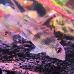 Geophagus red tapajos 4-5cm