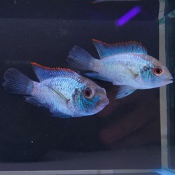 Acara neon blue 6-7cm  Andinoacara pulcher