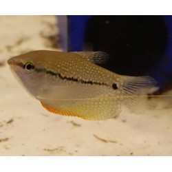 Gourami Perla 6-7cm  Trichogaster leeri