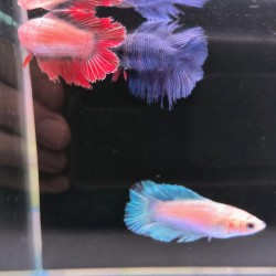 Betta Hembra doble cola 4-5cm