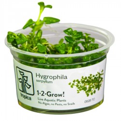 TROPICA Hygrophila serpyllum 1-2-Grow 