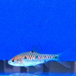 Barbo ajedrez 3-4cm   Capoeta oligolepis