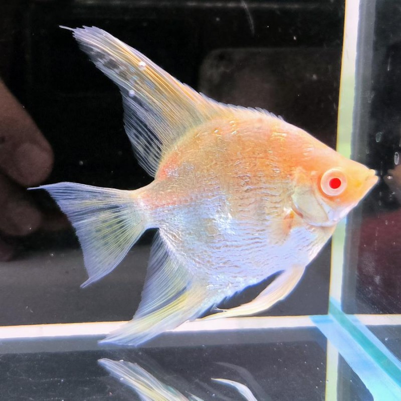 Escalar Gold Albino4-5 5cm  Pterophyllum scalare