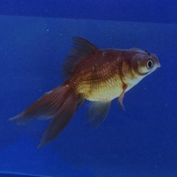 Telescopico Negro 4-5cm  Carassius auratus