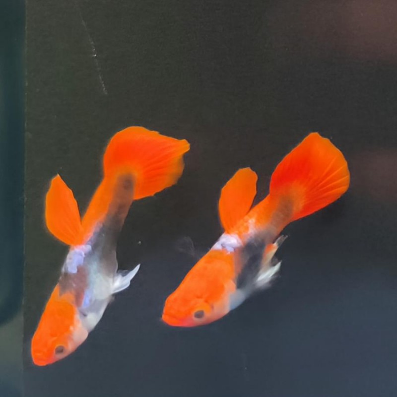 Guppy macho koi tuxedo 2-2 5cm  P  reticulata