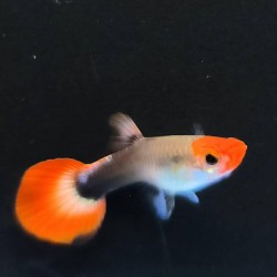 Guppy hembra koi tuxedo 2 5-3  P  reticulata