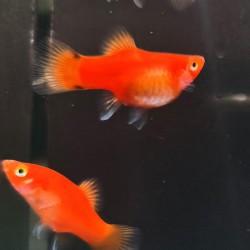 Platy coral rojo 2 5-3cm  X  maculatus