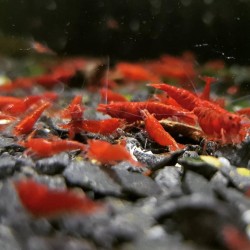 Gamba Roja Fuego 1-1 5cm  Neocaridina heteropoda