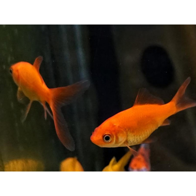 Cometa Rojo 4-7cm  Carassius auratus