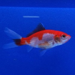 Sarasa 4-7cm  Carassius auratus