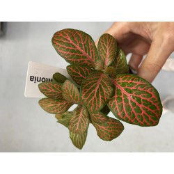 Fittonia argyroneura mini red